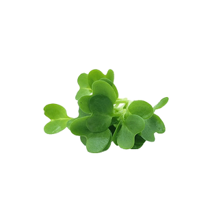 【蓝牌水培】新鲜混合苗火红苗甜菜苗香菜甜菜苗西餐摆盘装饰20g