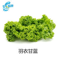 【 Blue Label 】 Fresh Curly Kale 500g thumbnail 4