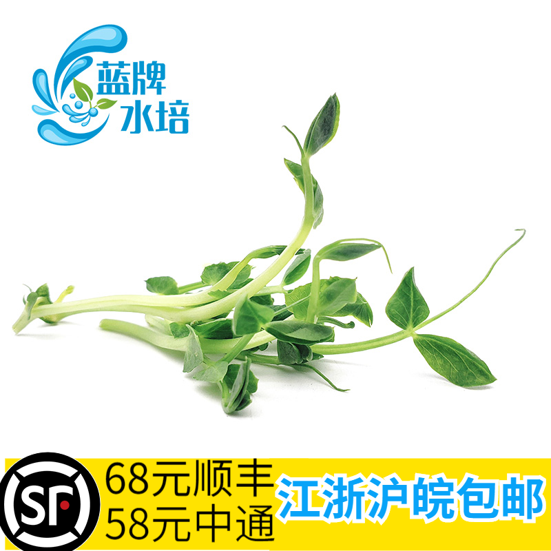 【蓝牌水培】新鲜水培璇蔓豆苗 素食沙拉豌豆苗 装饰摆盘 50g
