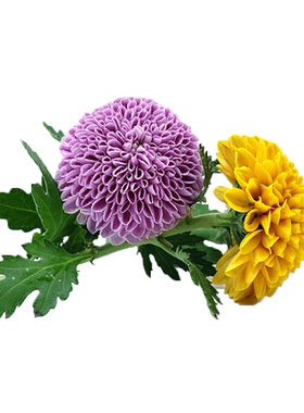 【蓝牌】新鲜小乒乓菊花鲜花 雏菊  小菊花 日料酒店摆盘装饰10朵
