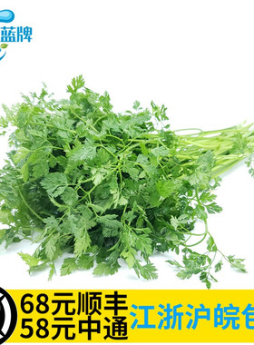 【蓝牌】新鲜细叶芹Chervil 英芫茜 雪维菜 西餐香料100g非欧芹