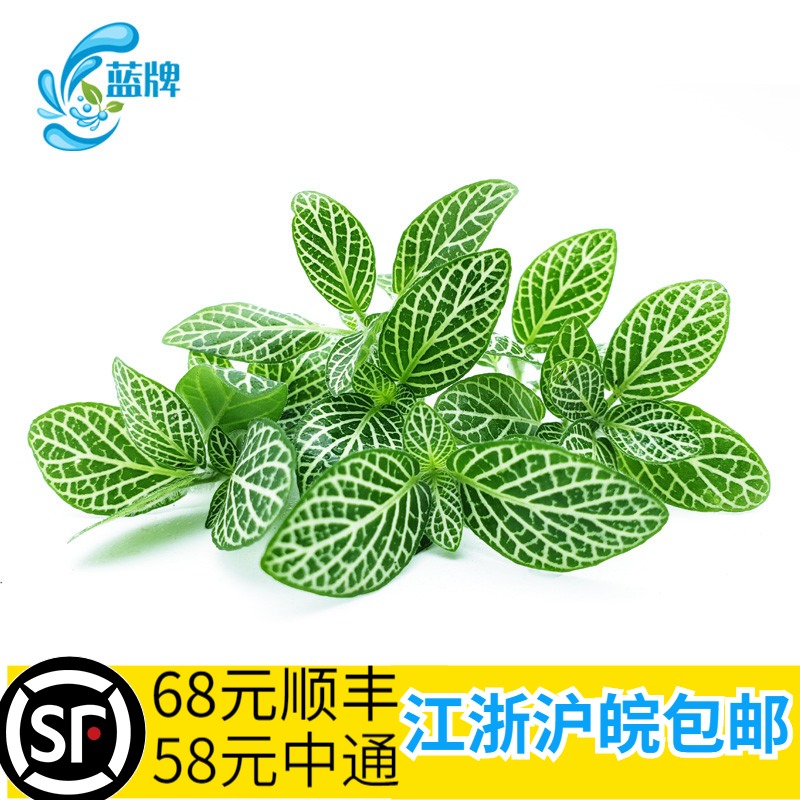 【蓝牌】新鲜绿网纹草摆盘装饰