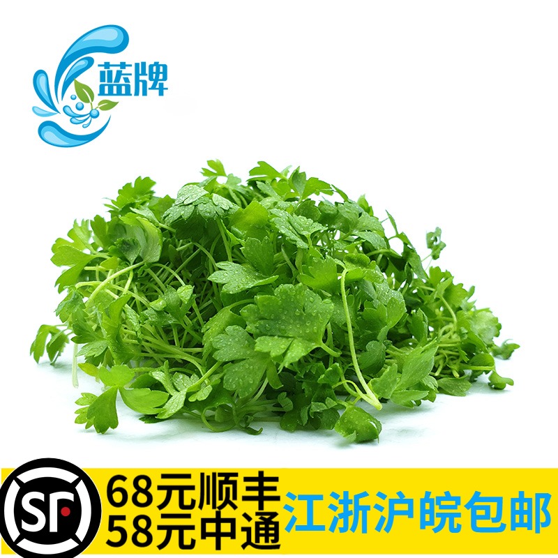 新鲜蓝牌水培三叶香酒店30g西芹