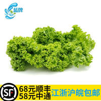 【 Blue Label 】 Fresh Curly Kale 500g thumbnail 2