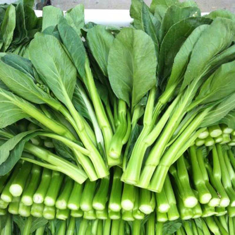 红菜苔种子四九菜心澳洲油青甜脆菜心杂交品种农家庭院耐热蔬菜籽