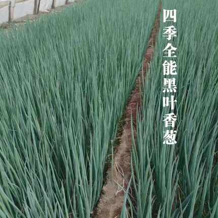 四季全能黑叶香葱种籽耐寒耐热抗倒抗病产量高农家蔬菜小葱种子孑