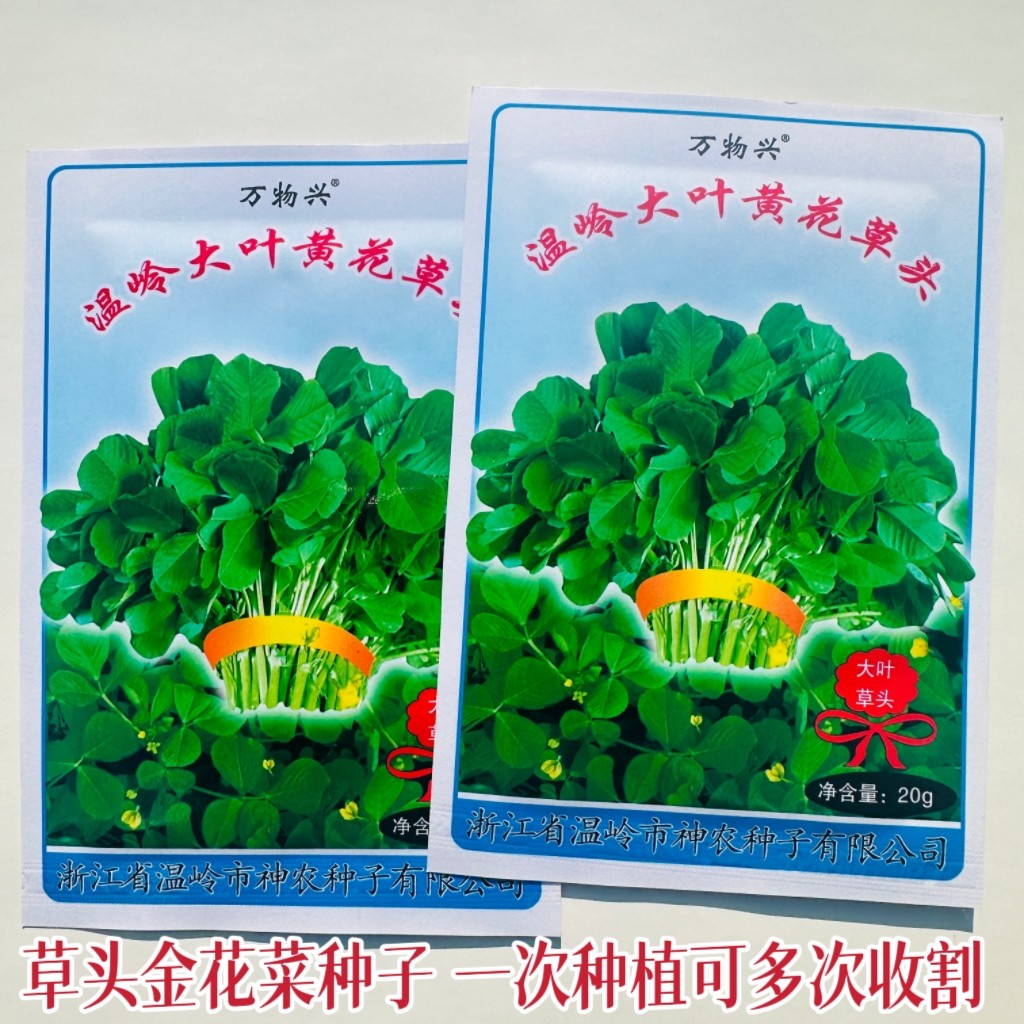 温岭大叶黄花草头种子苜蓿金花菜种籽农家菜园秋播蔬菜种孑草头籽
