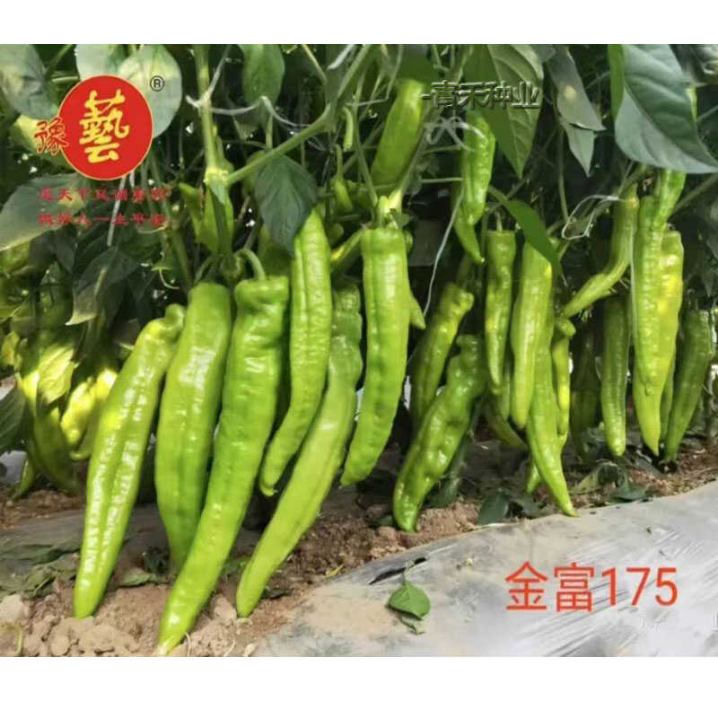 金富175大果黄绿皮牛角椒种籽辣椒种子辣味中等农家南北蔬菜种孑