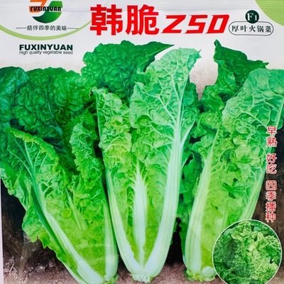 韩脆Z50厚叶火锅菜种子早熟丰产抗病春秋播蔬菜种籽耐抽苔白菜籽