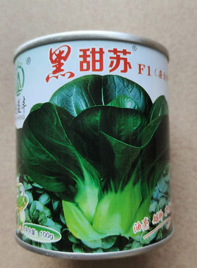 苏州种籽油亮矮脚青帮太湖秋季