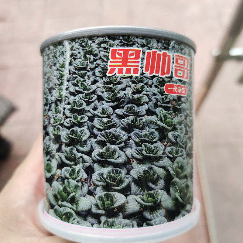 合丰黑帅哥油亮青梗菜种子秋播矮颗青菜种籽墨冠苏州青鸡毛菜种孑图片