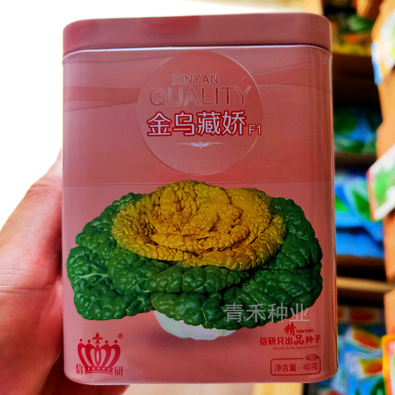 蔬菜南京秋季耐寒易种乌塌菜