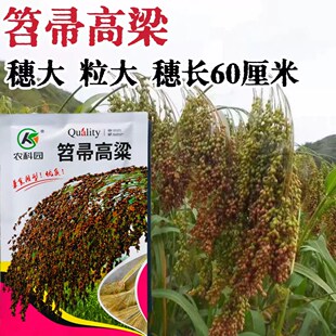 家用笤帚高梁种子穗大粒大长杆耐旱耐碱抗病适应性广红高粱种孑籽