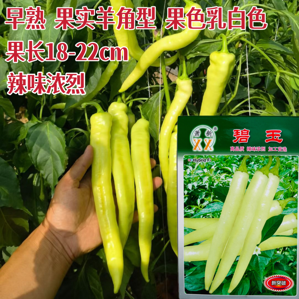 萧新碧玉辣椒种子早熟羊角型果乳白色味辣抗病强辣椒种籽蔬菜种孑
