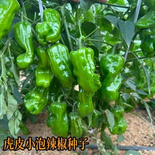 农望虎皮小泡辣椒种子农家菜园青椒种籽早熟薄皮小灯笼型辣椒种籽