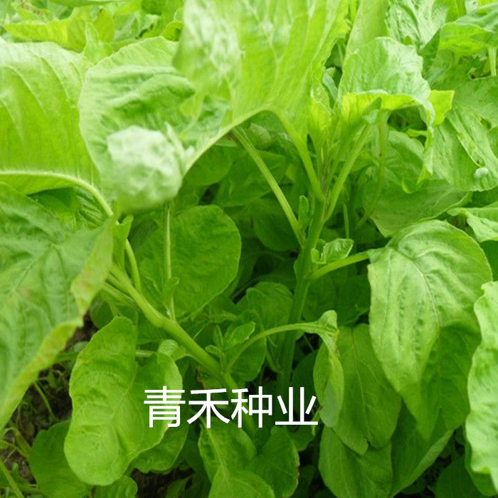夏季新白苋菜耐旱阳台盆栽四季播新花红苋菜种籽田园蔬菜种子包邮