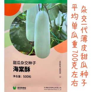 海棠酥杂交一代薄皮甜瓜种子农家春秋播灰白皮绿肉桔瓤酥甜瓜种籽