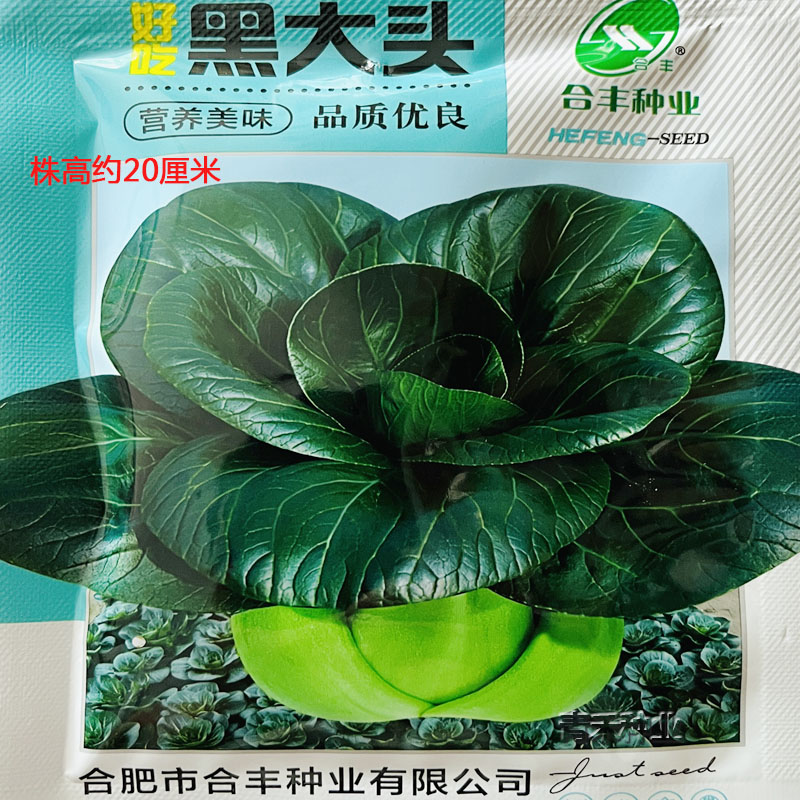 矮脚黑大头农家四季青菜种子
