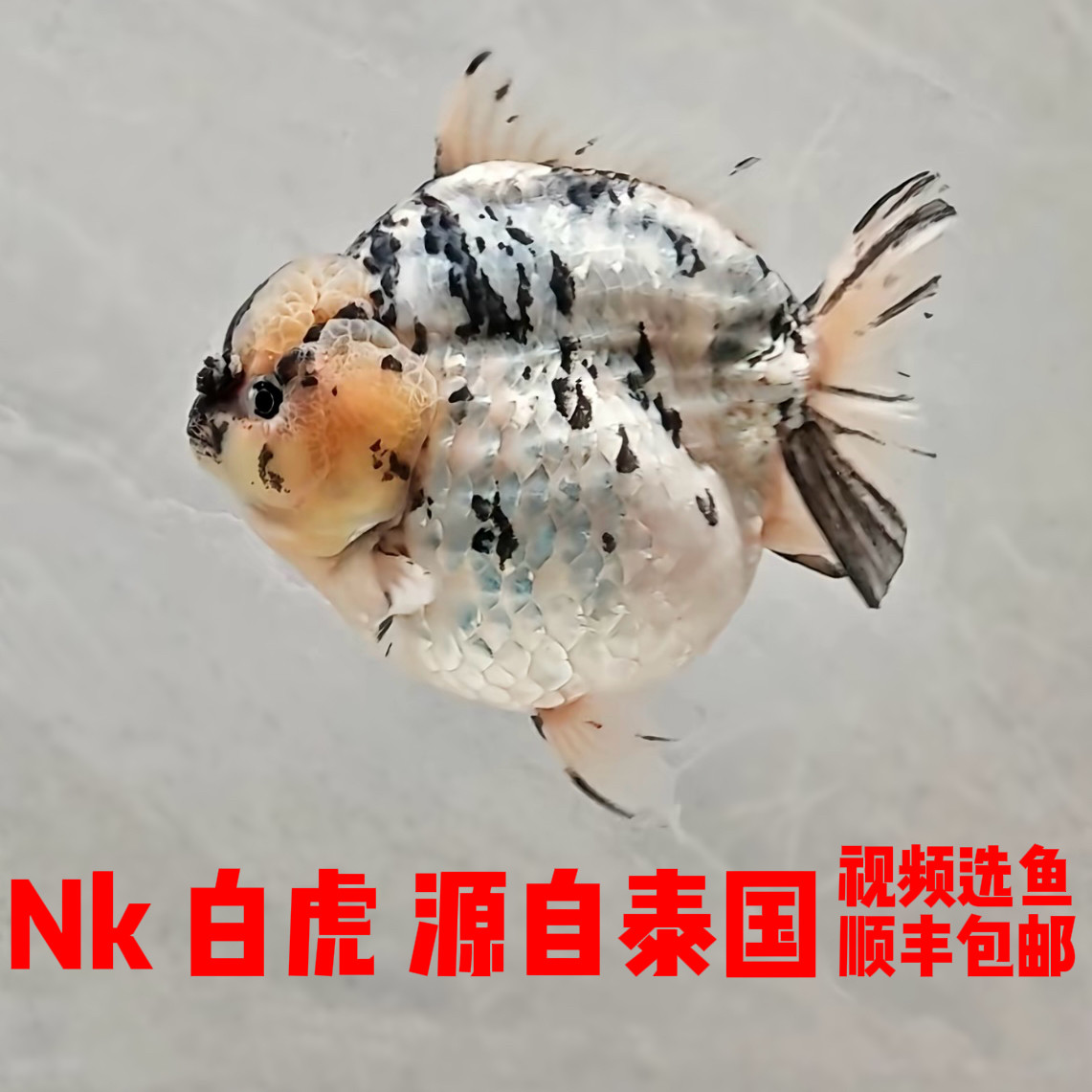 白虎泰狮精品原泰NK白虎短尾红虎进口鱼冷水鱼观赏鱼鱼苗冷水耐活