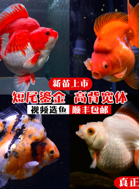 精品短尾水墨红白黑白鎏金活体鱼苗饲料淡水观赏鱼小金鱼冷水宠物