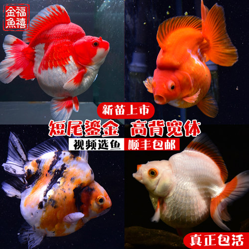 精品短尾水墨红白黑白鎏金小金鱼