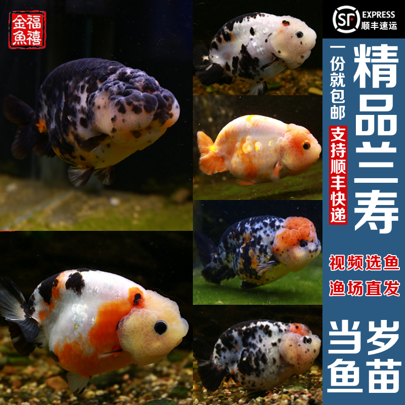兰寿金鱼活体活鱼鱼苗观赏鱼奶花五花奶牛玉兔精品级观赏鱼兰寿