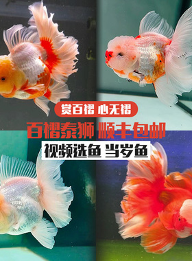 精品百褶粉色樱花泰狮进口金鱼f1观赏鱼苗将军冷水淡水好养观赏鱼