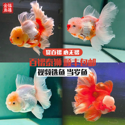 精品百褶泰狮进口金鱼观赏鱼