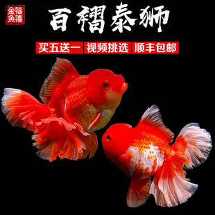 精品百褶泰狮进口金鱼f1观赏鱼苗将军冷水淡水原泰好养耐活观赏鱼