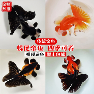 蝶尾金鱼活体观赏鱼活体宠物冷水鱼红白珍珠淡水鱼兰寿虎头 包活