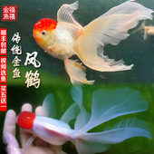 精品文凤高金鱼活鱼宫廷凤尾鹤顶红丹凤鹤冷水国粹观赏鱼好养宫鹅