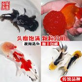 精品纯红狮子头金鱼活体观赏鱼水族宠物国狮冷淡水鱼招财国粹包活