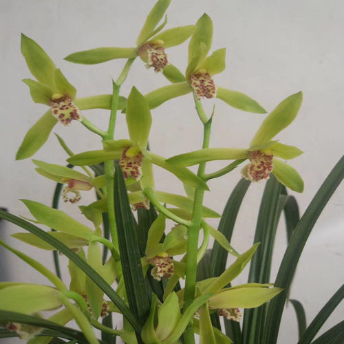 兰花草盆栽素材模板 兰花草盆栽图片下载 小麦优选