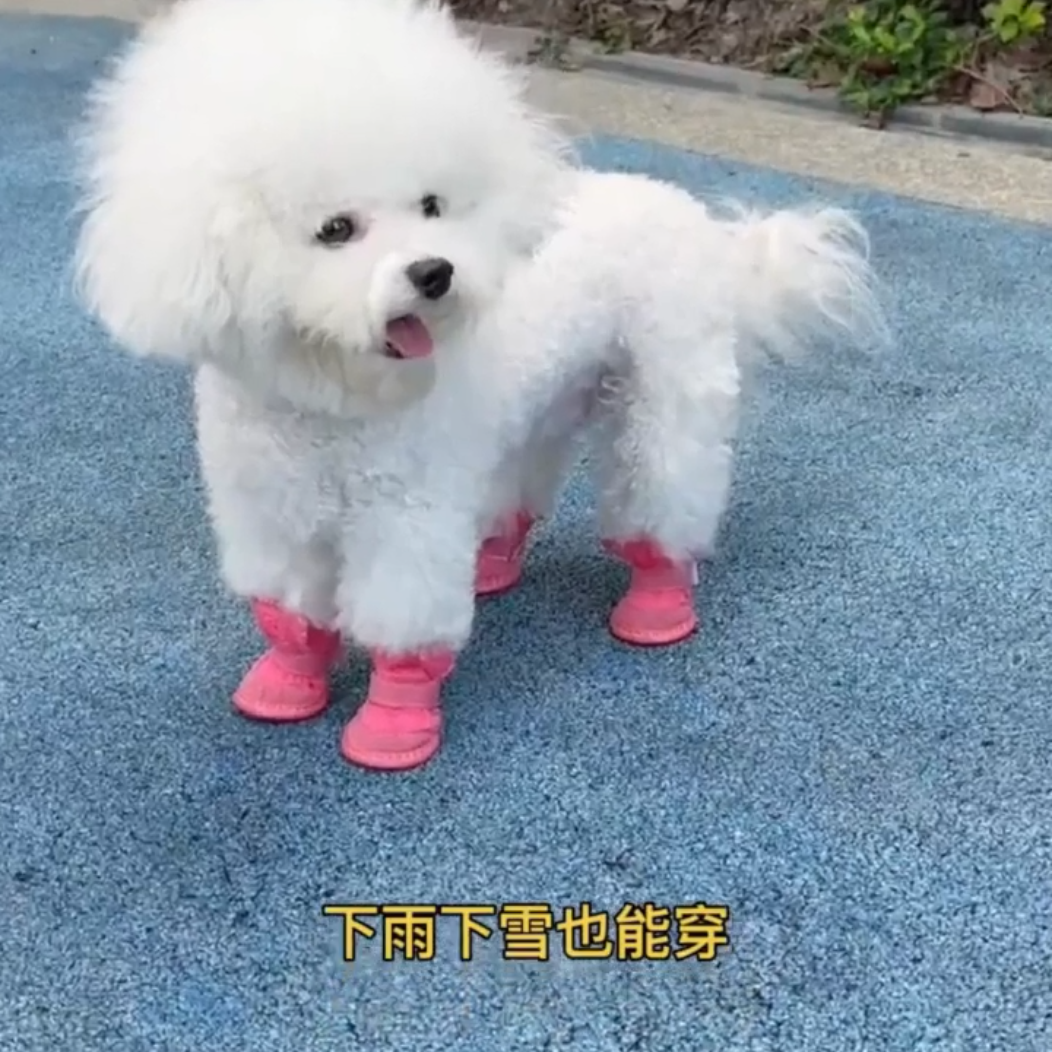 狗狗鞋子小型犬不掉脚新款泰迪幼犬冬季羊羔绒保暖防滑雪地靴2026,宠物/宠物食品及用品,宠物鞋子,淘宝优惠券,粉丝福利购,淘宝优惠卷