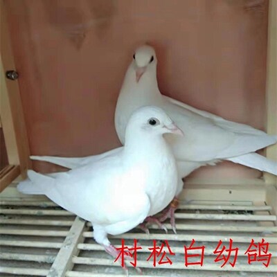 幼鸽信鸽奇趣小宠鸽子活体詹森赛