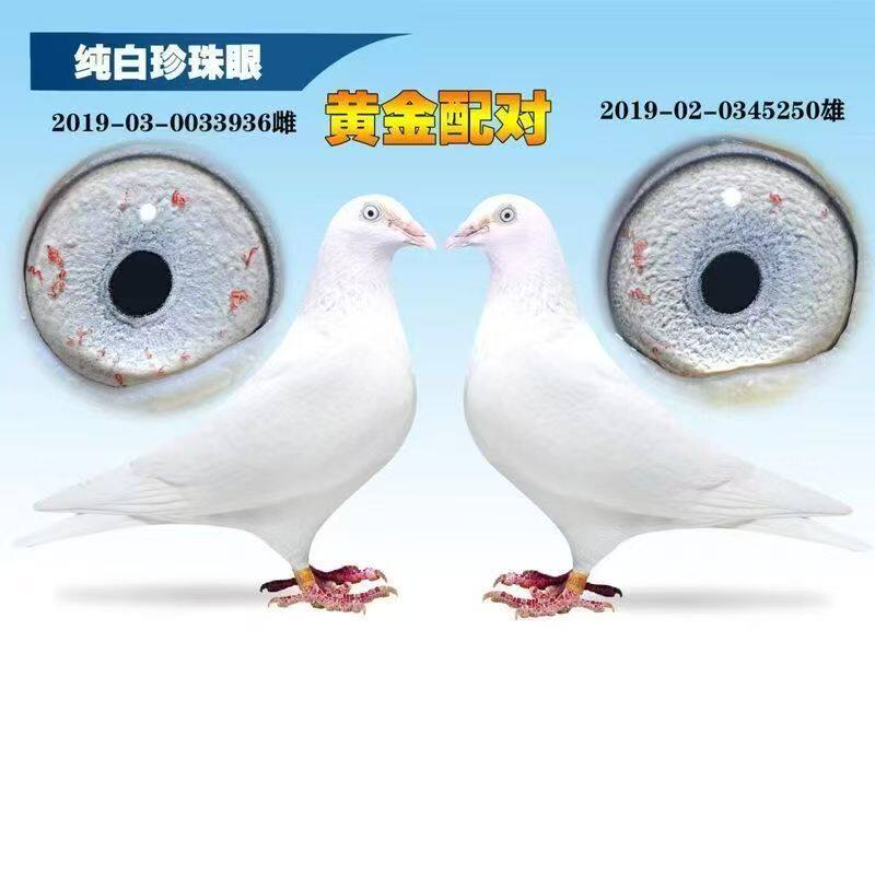 纯白信鸽纯白珍珠眼黄金配对鸽子