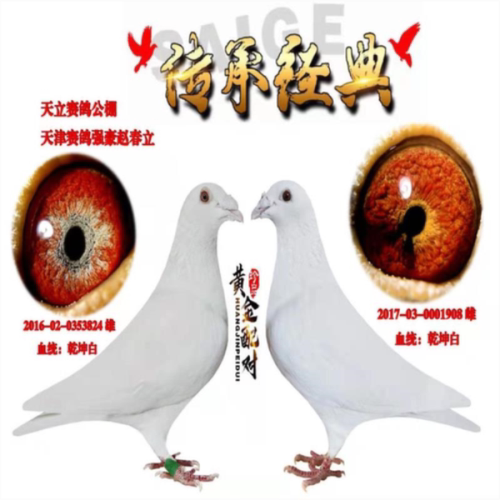 活体种鸽白信鸽奇趣小宠鸽子一对