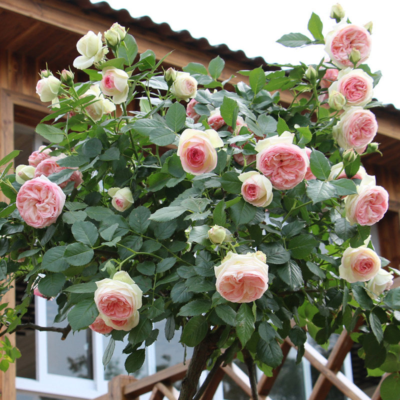 网友分享在meiguo.com的图片