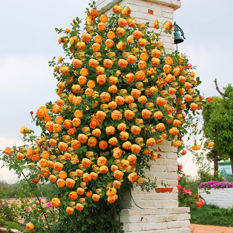 网友分享在meiguo.com的图片