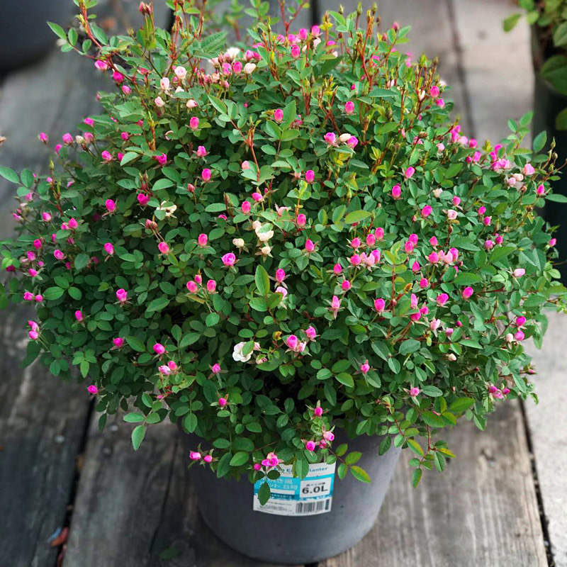 庭院阳台微型花朵盆栽植物月季苗