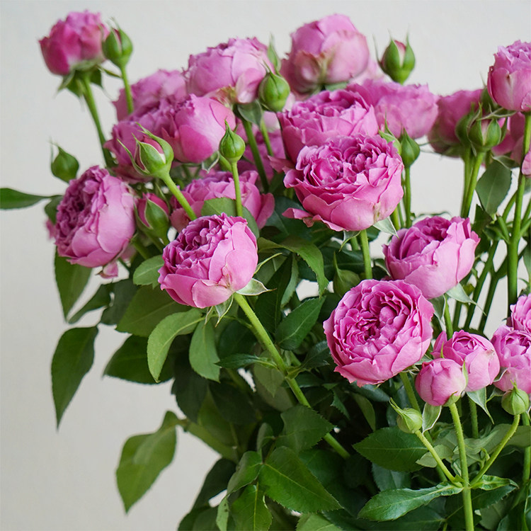 月季花苗迷雾泡泡四季开花灌木浓香切花月季庭院阳台花卉盆栽玫瑰