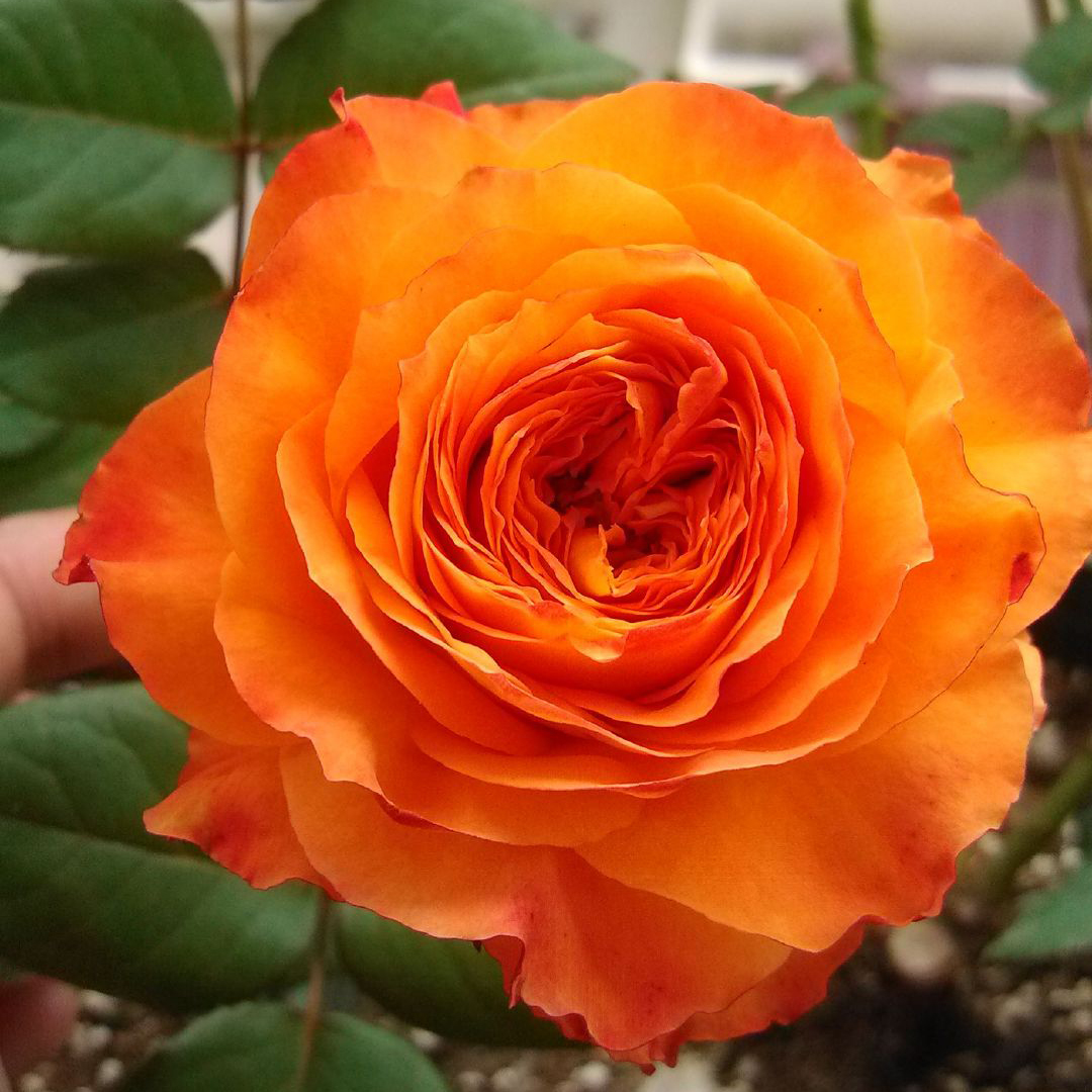 四季开花不断大花浓香型浪漫橙色玫瑰月季花苗带花苞