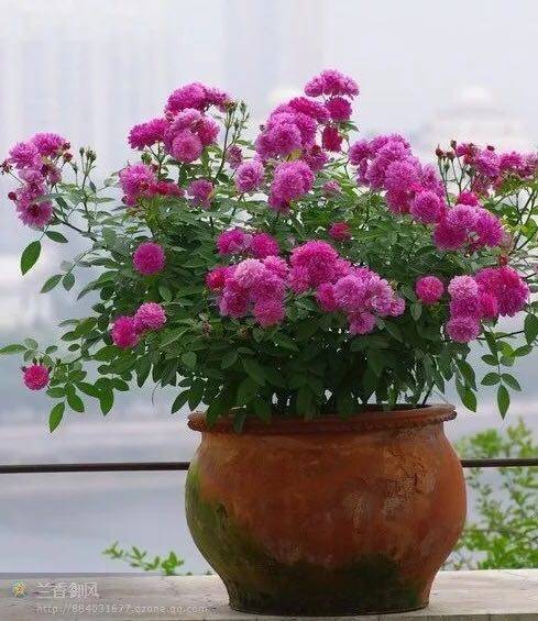 网友分享在meiguo.com的图片