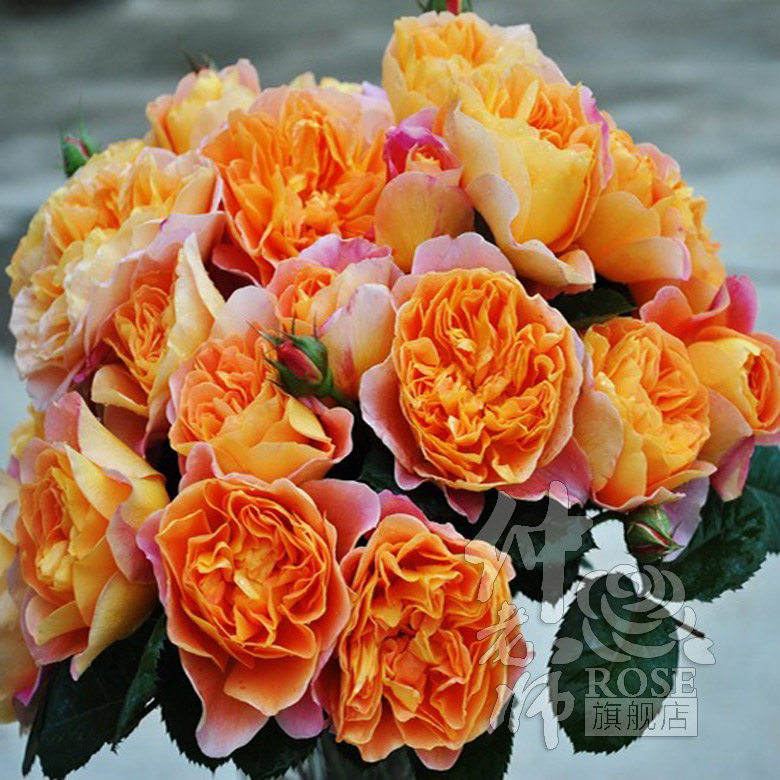 网友分享在meiguo.com的图片