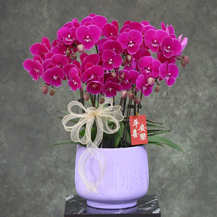 蝴蝶兰【火鹤】带花带盆组好发货乔迁结婚送礼前台客厅装饰