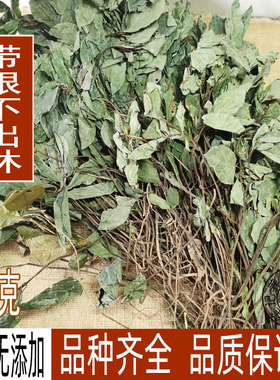 中药材矮地茶 平地木 全草带根不出林 叶底珠 叶下红 紫金牛包邮