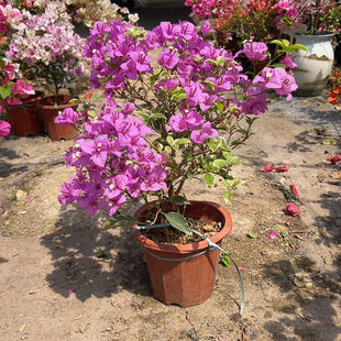 1159银边浅紫 粗杆