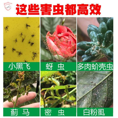 花草密虫小黑虫花卉植物通用