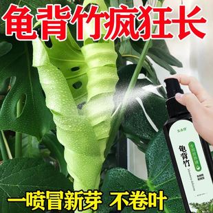 龟背竹营养液免稀释喷施叶面肥水培龟背竹专用肥锈斑病黄叶液体肥