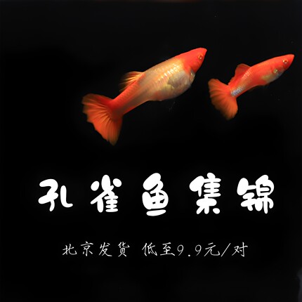 大耳礼服孔雀鱼活体冷水耐养淡水胎生热带观赏鱼新手好养凤尾纯种